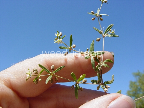 carpetweed